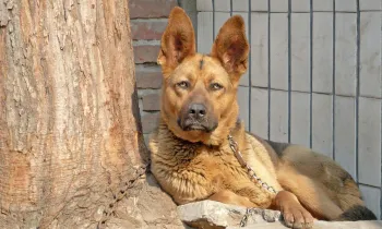Sad dog tethered to a tree