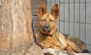 Sad dog tethered to a tree