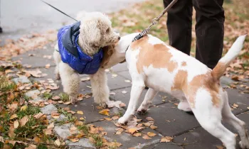 Dogs meeting outside