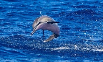Hawaiian spinner dolphin calf in the ocean