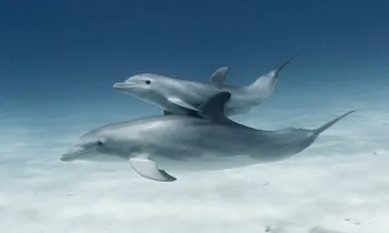 Dolphin and calf swimming in the ocean