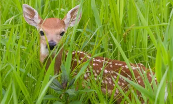 Fawn in a field of tall green grass