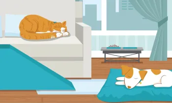 Illustration of a geriatric cat and dog in a home