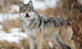 Wild gray wolf standing in the snow.