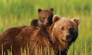 Grizzly bear cub climbing on his mom's back