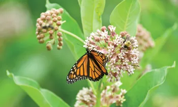 Monarch butterfly in flowers