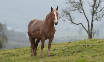 Horse at Duchess Sanctuary Horse at Duchess Sanctuary
