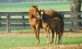 Horse nuzzling her foal on a farm