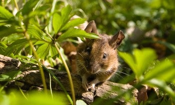 wild mouse 