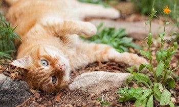 Orange cat lounging in a garden