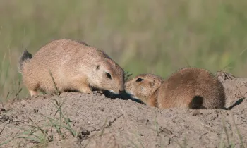Prairie dogs prairie dogs bumping noses