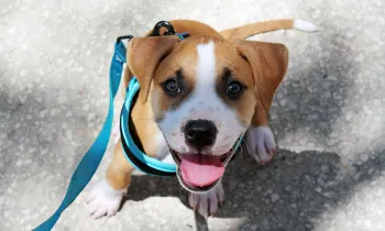 Puppy happy puppy on leash