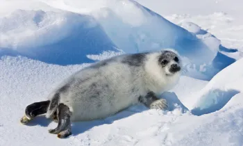 Ten-day-old harp seal pup fur starting to turn black, Iles de la Madeleine, Quebec, Canada.