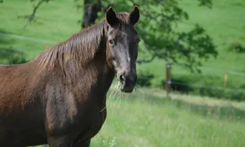 Horse at Duchess Sanctuary