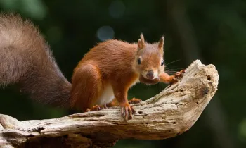 Brown squirrel with a nut in its mouth, standing on a tree limb