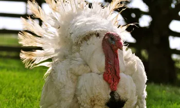 Turkey at Farm Sanctuary