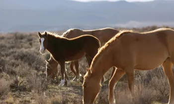 Wild horses Wild horses eating grass