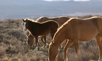 Wild horses eating grass