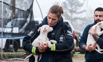 Animal Rescue Team carrying dogs out during a rescue