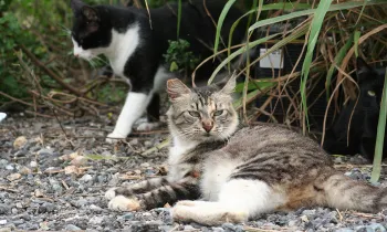 Outdoor cats sitting outsite