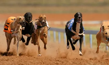 Greyhounds racing