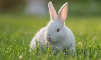 White rabbit in the grass