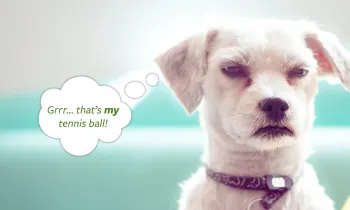 Photo illustration of a dog being possessive about his tennis ball