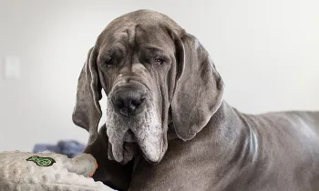 Wanda, a rescued great dane, sitting on the bed in her new home
