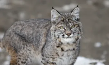 Bobcat in the winter snow