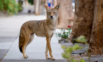 Coyote, urban - magazine only Coyote on an urban sidewalk