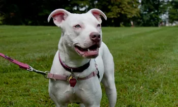 Happy white dog on a leash in the backyard. 