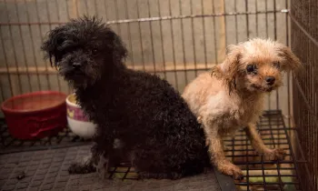 Two puppy mill dogs in a cage before being rescued