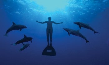 Image from The Cove documentary