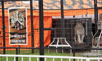 White tiger in a cage at a traveling circus