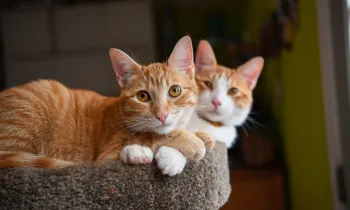 Orange cats cuddling together