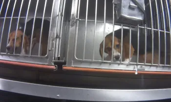 Beagles in their cages during Dow investigation