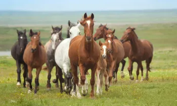 Group of horses running