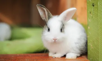 Is a rabbit the right pet for you? Rabbit