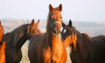 Horses in a field