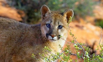 Mountain lion in the wild