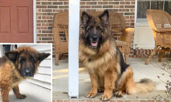 Before and after photos of Cinder, a German shepherd rescued from a puppy mill