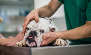 Sick bulldog being examined at a vet