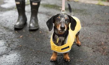 Small dog wearing a rain jacket
