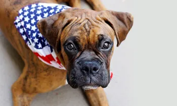 Dog wearing a patriotic bandana