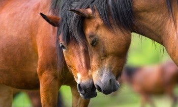 Two horses nuzzling each other