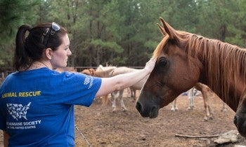 Animal Rescue Team's Jessica Johnson with horses from a rescue in Texas