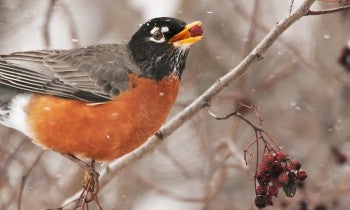 An American robin eating a hawthorn berry during a snow storm.