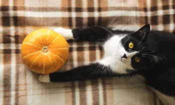 Black and white cat lying on plaid blanket holding a pumpkin. 