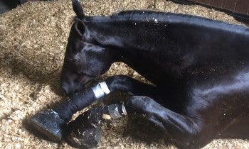 Horse soring investigation Horse suffering from soring on his legs