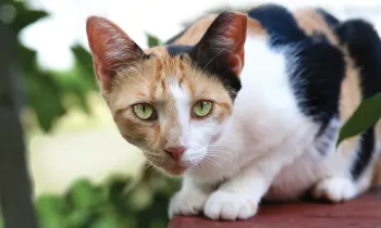 Portrait of a pretty cat outside with a tipped ear